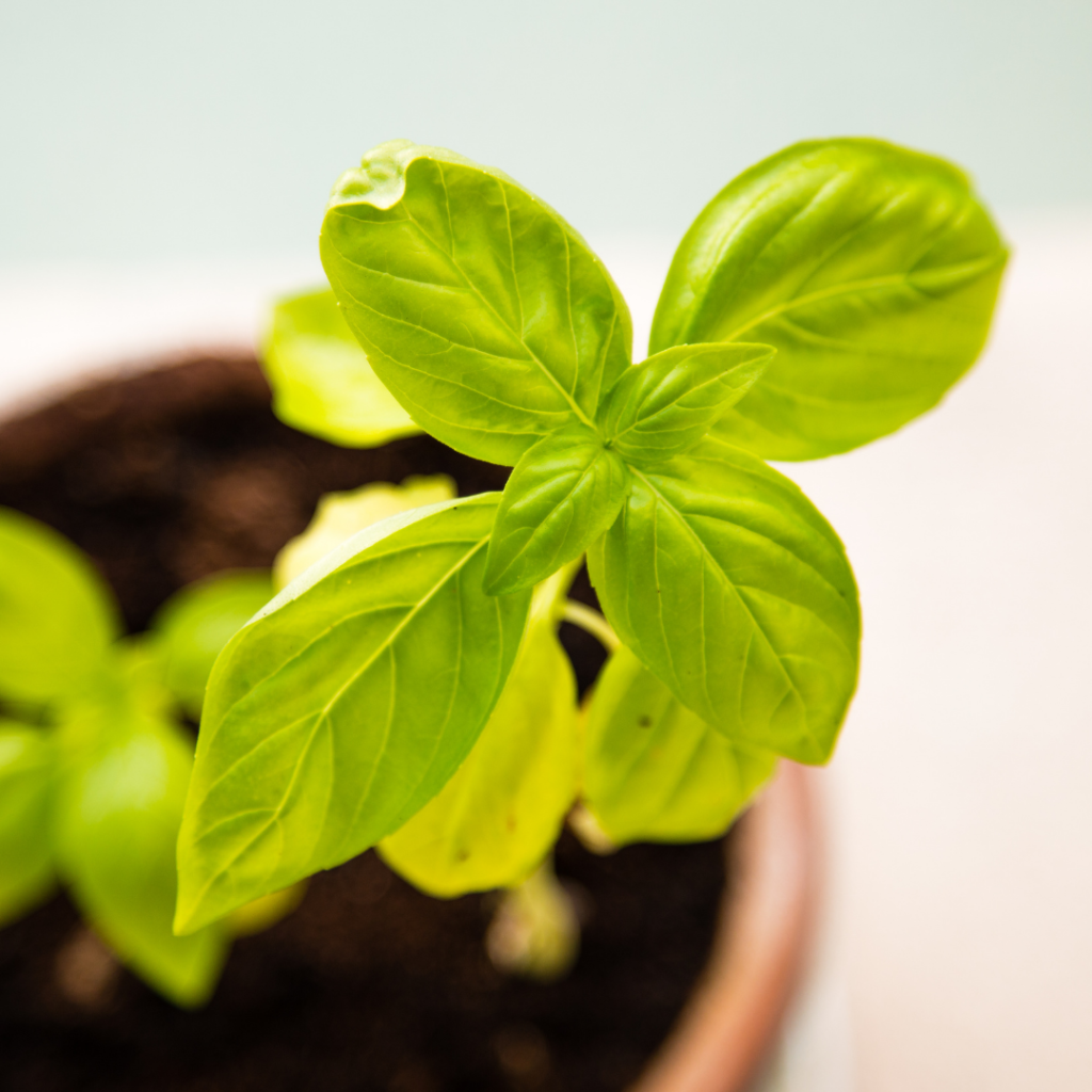 Basil health Benefits