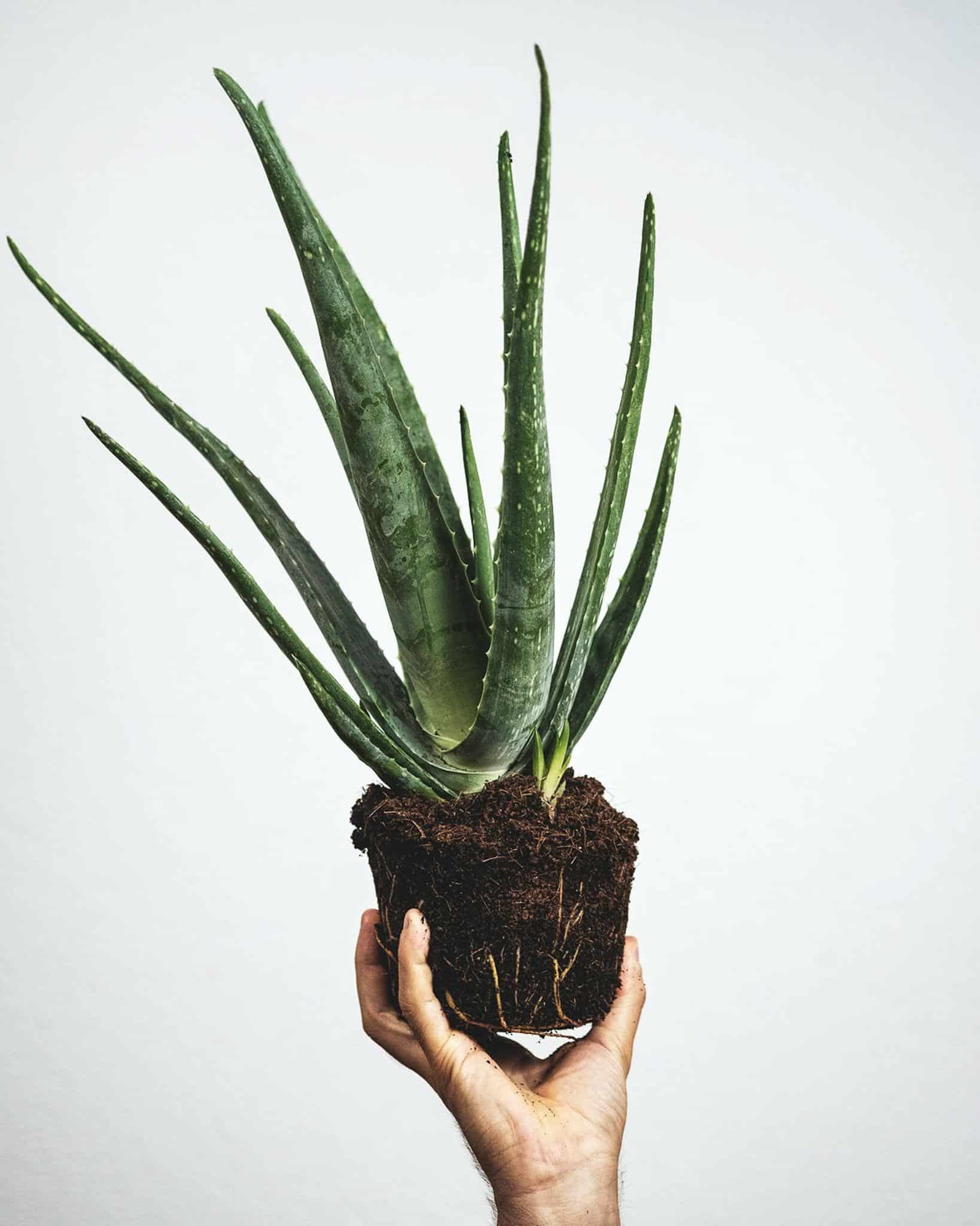 Aloe Vera Gel