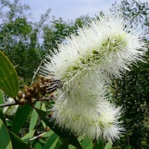 Niaouli Essential Oil