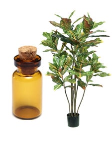 Croton Oil